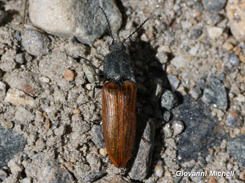 Elateridae: Ctenicera virens, femmina